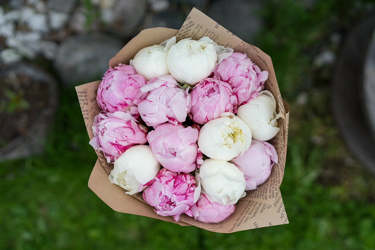 Микс 15 розовых и белых пионов
